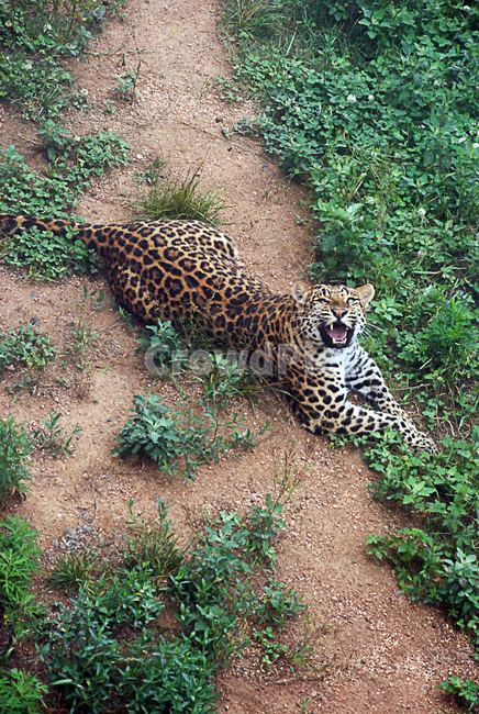 동물원,야생동물,동물,표범,레오파드,leopard,으르렁,사나운,얼룩무늬,얼룩,자연,동물,animal,포유류,mammal