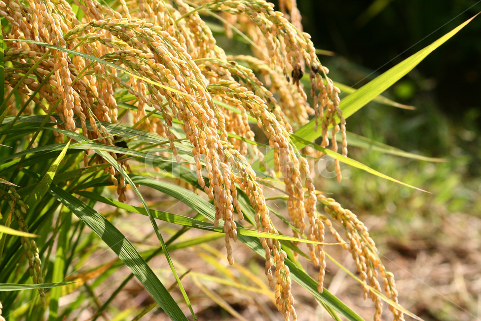 벼,쌀,곡식,벼농사,논,추수,곡류,곡식,cereals,농업,농사,agriculture,farming,farming industry