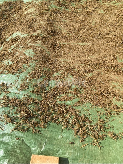 ground,바닥,멍석,깨,들깨,농사,옥외