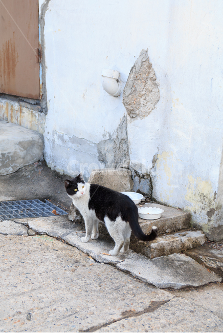고양이,길고양이,검은고양이,길냥이,도둑고양이,동물,산동네,달동네,빈민가,떠도는,방황하는,경계하는,골목길,동물,animal,포유류,mammal,고양이,cat,kitten,kitty