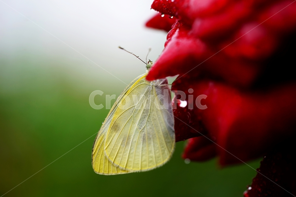 비,빗방울,장미,장미꽃,나비,식물,자연,plants,nature,꽃,flower,동물,animal,곤충,벌레,insect,bug,감성,sensible,feeling