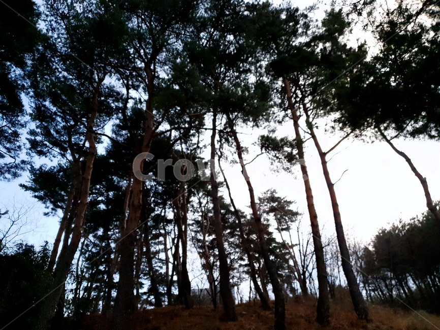 tree,나무,plant,식물,풍경