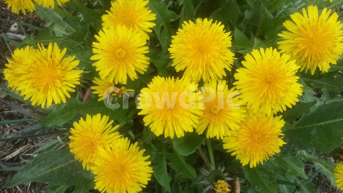 민들레,꽃,식물,야생화,노란꽃,들꽃,식물,자연,plants,nature,꽃,flower