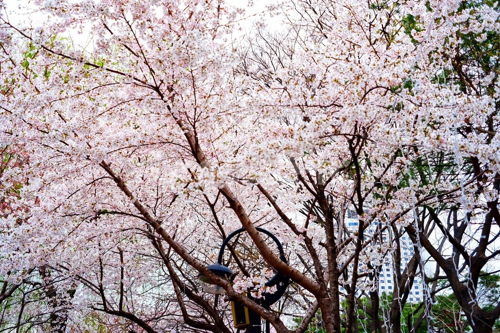 벚꽃,봄,꽃,분홍색,나무