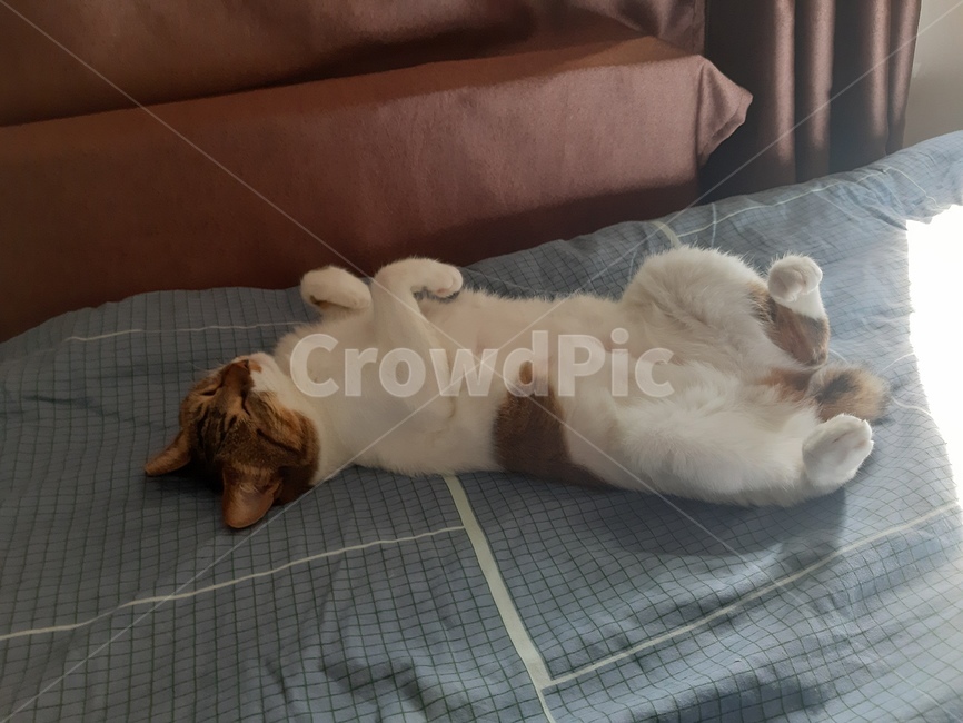 고양이,낮잠,냥이,중성화,침대,동물,animal,포유류,mammal,고양이,cat,kitten,kitty