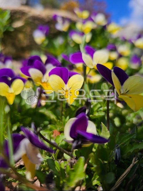 spring,spring flowers,tricolor violet,wildflowers,season,flower