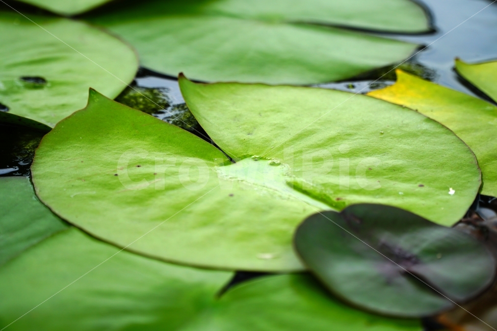 연꽃잎,식물,자연,연못,수초,nature,공원,이파리,녹색,수생식물,감성,감성사진,힐링,힐링사진,한국의자연,한국자연,한국풍경,여름꽃,스냅,스냅사진,스넵,스넵사진,snap,snapshot,plant,plants,정원,식물,자연,plants,nature