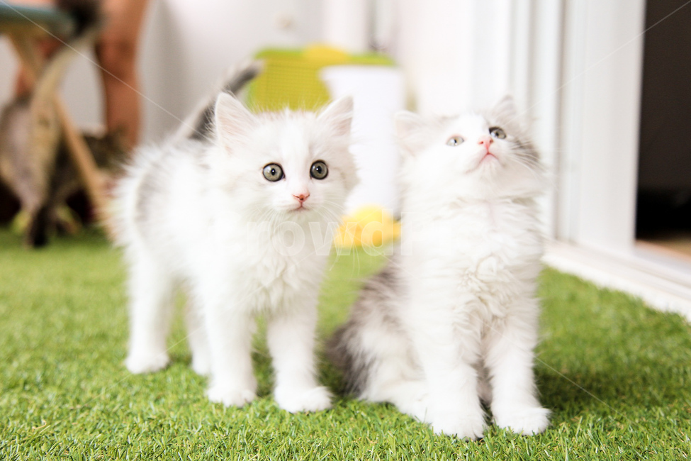 반려동물,반려묘,고양이,애완동물,동물,동물,animal,포유류,mammal,고양이,cat,kitten,kitty