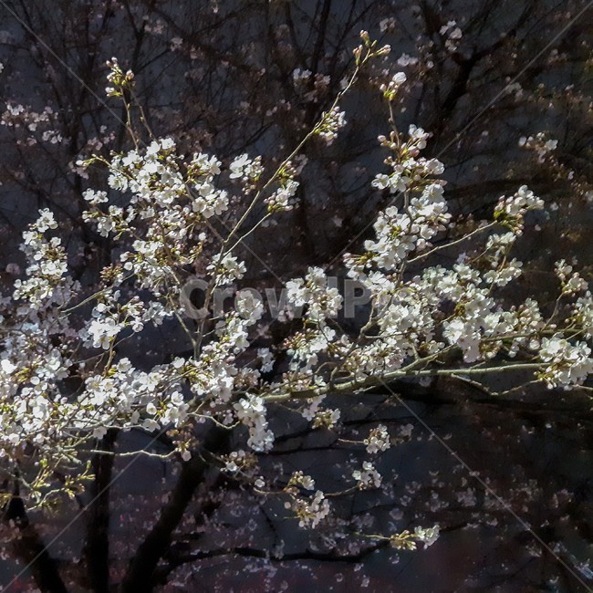 봄,꽃,벚꽃,분홍색,blossom,풍경,자연,나무,꽃잎,봄,계절,spring,season,식물,자연,plants,nature,꽃,flower,나무,trees,wood,plant,cherry blossom