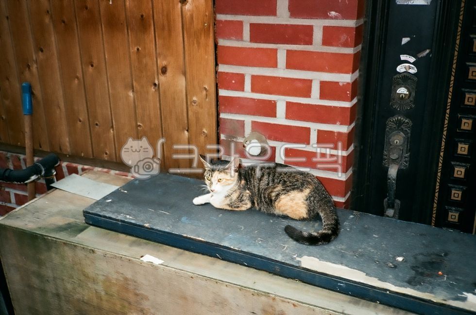 stray cat,cat,Kitty,young cat