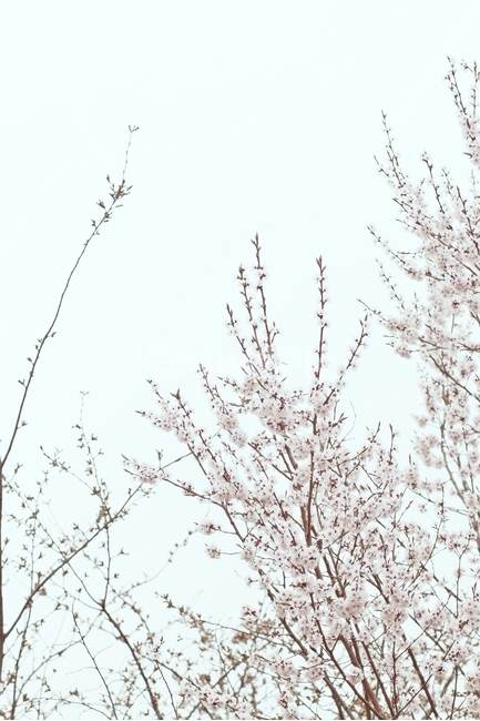 매화,봄,봄사진,봄꽃,꽃사진,하양,감성사진,봄감성,감성,봄,계절,spring,season,식물,자연,plants,nature,꽃,flower,감성,sensible,feeling
