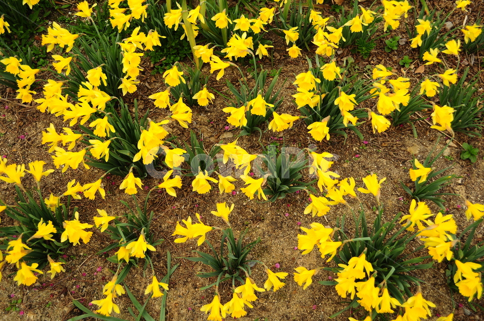 꽃,식물,자연,수선화,노랑색,봄,식물,자연,plants,nature,꽃,flower