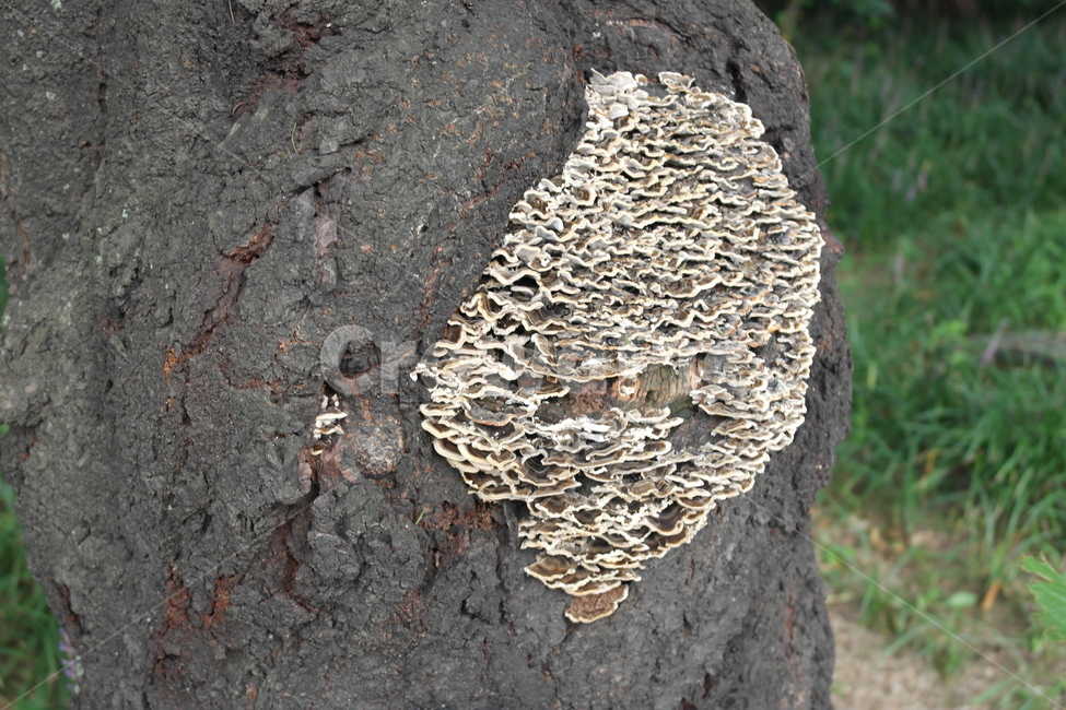 나무버섯,버섯,mushroom,나무,tree