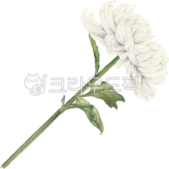 국화,꽃,국화꽃,꽃그림,꽃일러스트,국화꽃그림,국화꽃일러스트,일러스트,수채화,가을일러스트,플로랄,보태니컬,식물,화이트,흰색,흰국화,하얀색,하얀색꽃,chrysanthemum,flower,floral,botanical,flowerdrawing,drawing,flowerillustration,illustration,chrysanthemumdrawing,chrysanthemumillustration,watercolor,plant,white,whiteflower,whitechrysanthemum