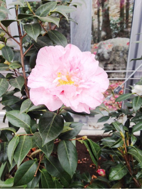 꽃,동백꽃,카멜리아,flower,camellia,카멜리아힐,연분홍,겹꽃잎