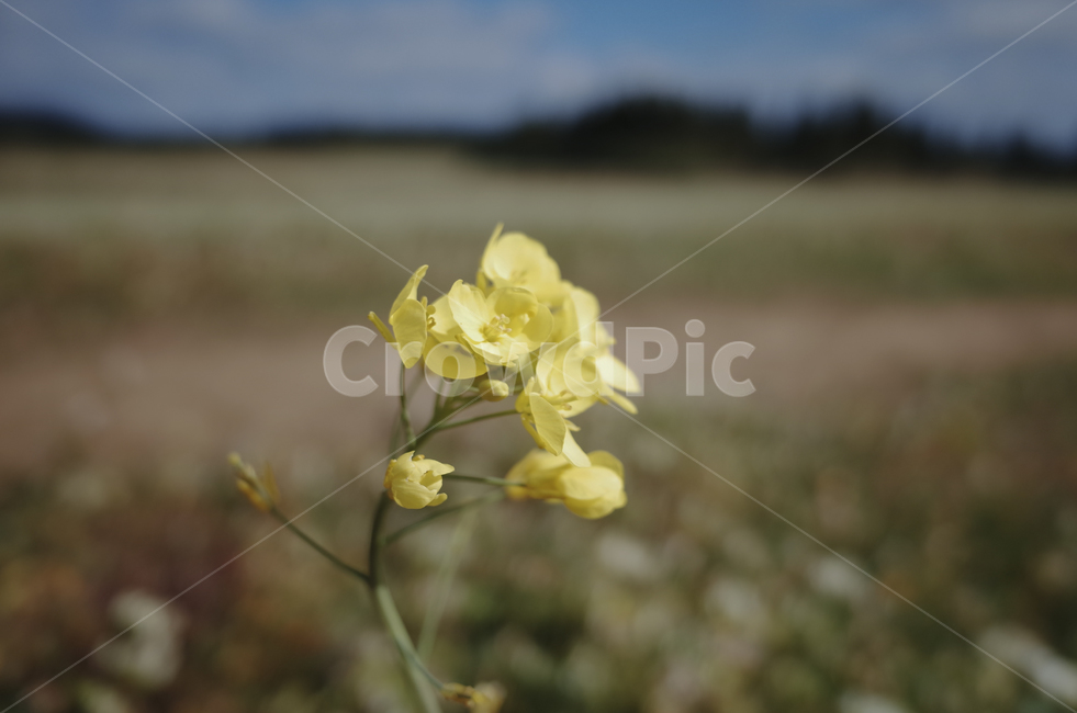 꽃,flower,color,색,들꽃,yellow,plant,식물,노란,노랑,노란꽃,blossom,식물,자연,plants,nature,꽃,flower
