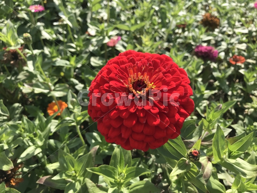 flower,꽃,식물,plant,잔디