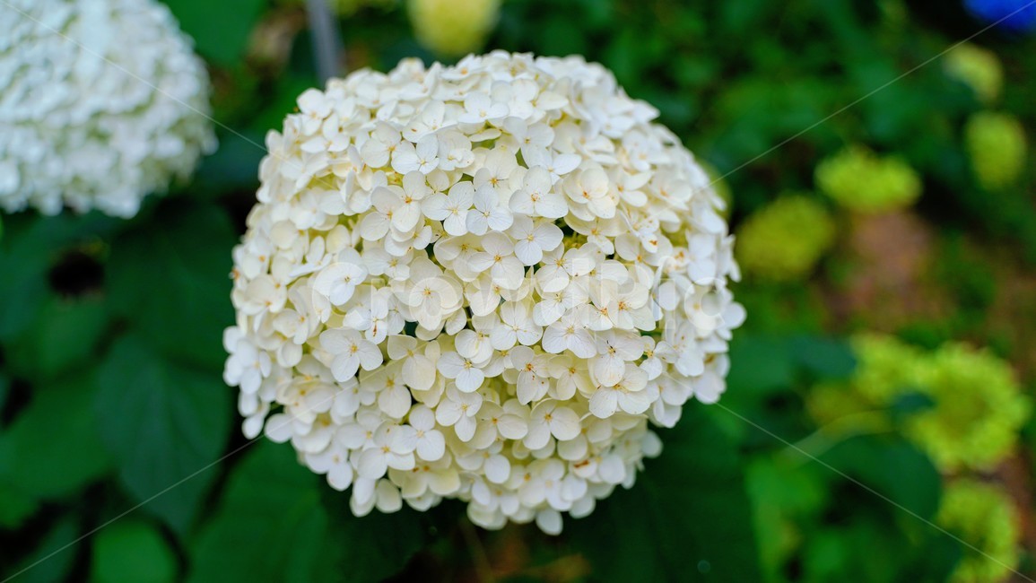 수국,하얀꽃,접사,미국수국,hydrangea