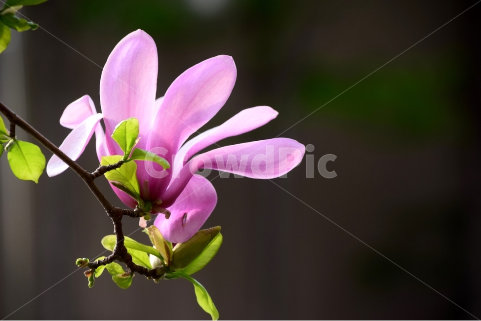 목련,자목련,목련화,붉은목련,봄꽃,봄,계절,spring,season,식물,자연,plants,nature,꽃,flower,plant,blossom