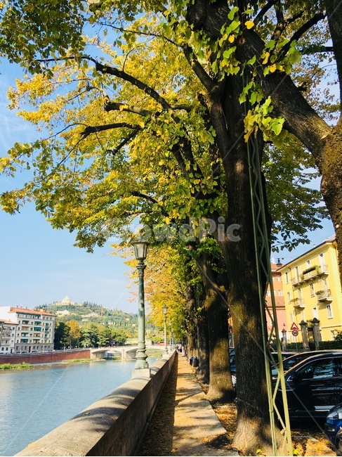 나무,가을,강가,산책로,autumn,fall,tree,river,forawalk