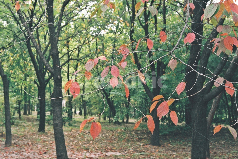 공원,낙엽,나무,숲속,park,가을,fall,tree,fallenleaves,forest,가을,계절,fall,autumn,season,plant,식물,leaf,잎,tree trunk,나무 줄기,maple,단풍