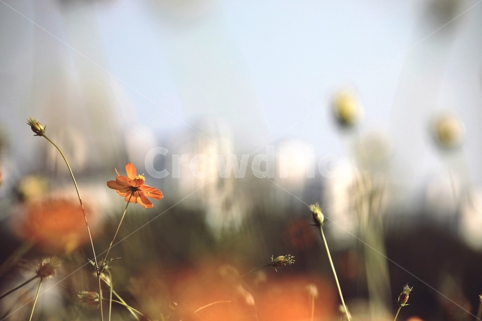 코스모스,황화코스모스,mexicanaster,cosmos,꽃,flower,가을,계절,fall,autumn,season,식물,자연,plants,nature,꽃,flower,plant