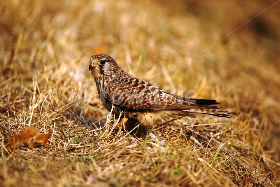 황조롱이,텃새,천연기념물,사냥,맹금,동물,animal,조류,새,birds
