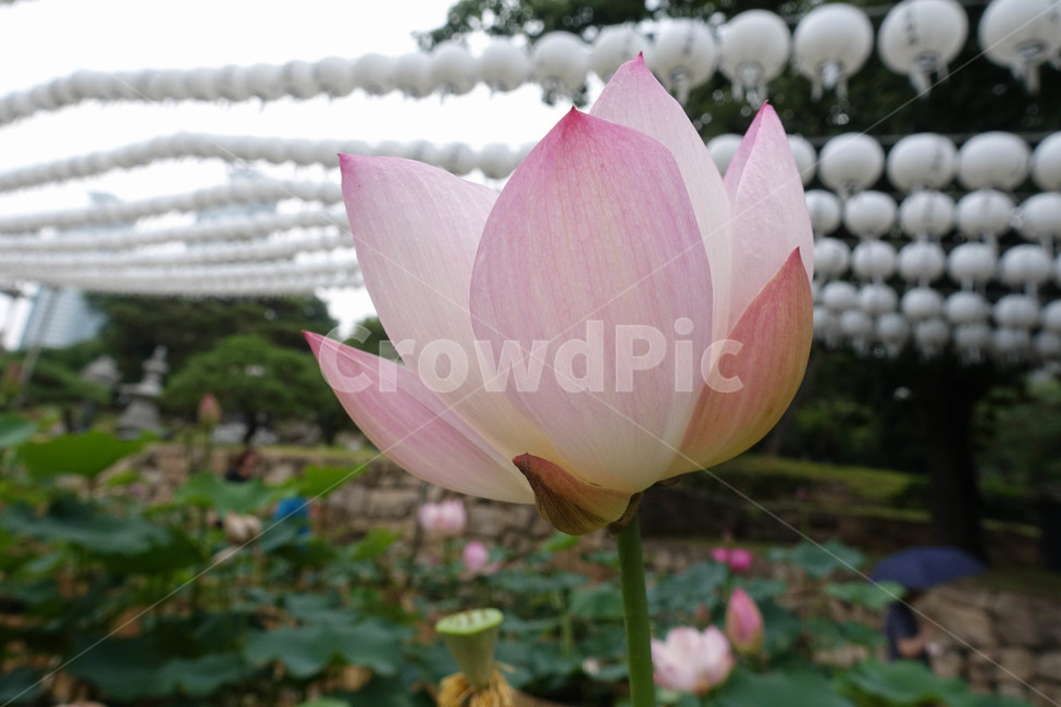 연꽃,연등,사찰,plant,식물,blossom,꽃,flower,식물,자연,plants,nature,꽃,flower
