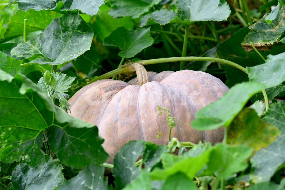 호박,호박잎,큰잎,늙은호박,큰호박,누런호박,호박열매,식물,pumpkin,flower,plant,leaf,식물,자연,plants,nature,과일,열매,fruit