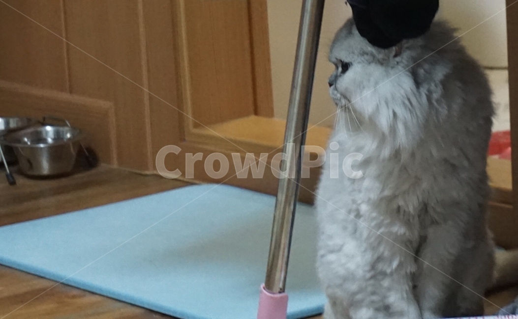 고양이,페르시안,페르시안친칠라,반려묘,cat,애완동물,반려동물,동물,animal,포유류,mammal,고양이,cat,kitten,kitty