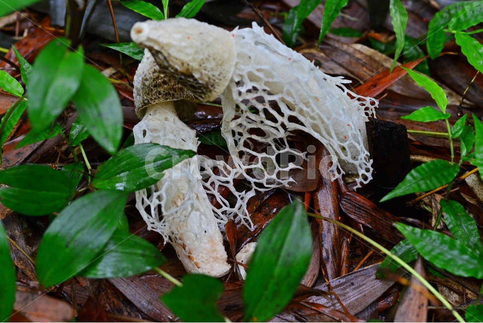 fungus,진균류,plant,버섯,포자,망태버섯,하얀망태버섯,독버섯,자연,식물,소나무숲,여름,대나무,대나무밭