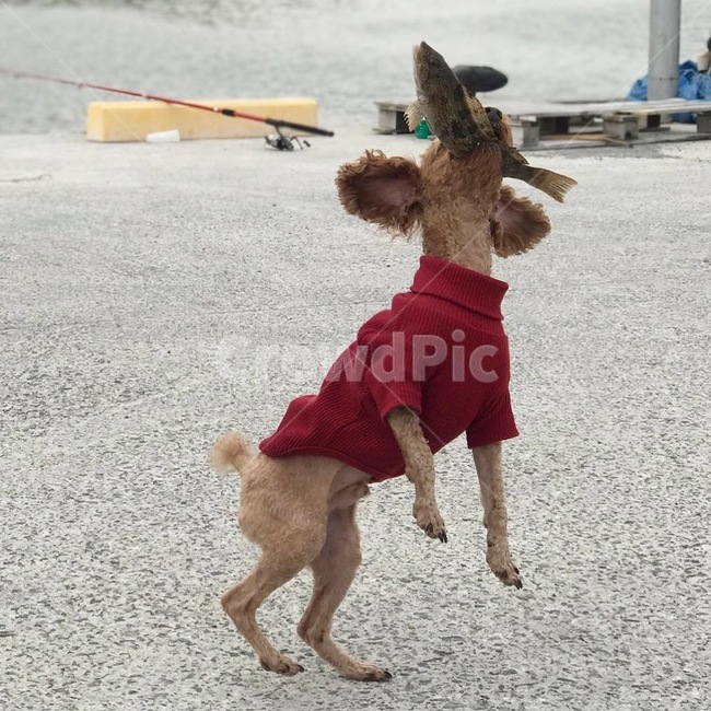 강아지,애견,반려견,물고기,생선,낚시,사냥,개,캐치,dog,pet,cute,fish,동물,animal,포유류,mammal,개,강아지,dog,doggy