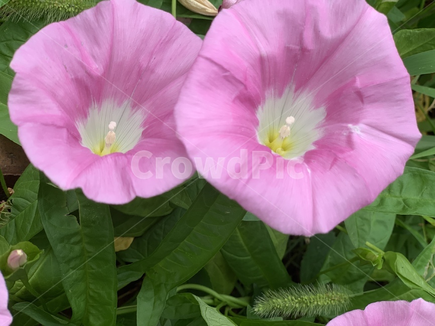 나팔꽃,꽃,분홍꽃,flower,식물,plant,blossom