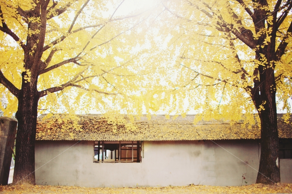 자연,풍경,가을,단풍,은행,은행잎,한국전통,감성사진,가을,계절,fall,autumn,season,식물,자연,plants,nature,나무,trees,wood,건축물,건물외관,exterior,building,structure,architecture,construction,tree,plant