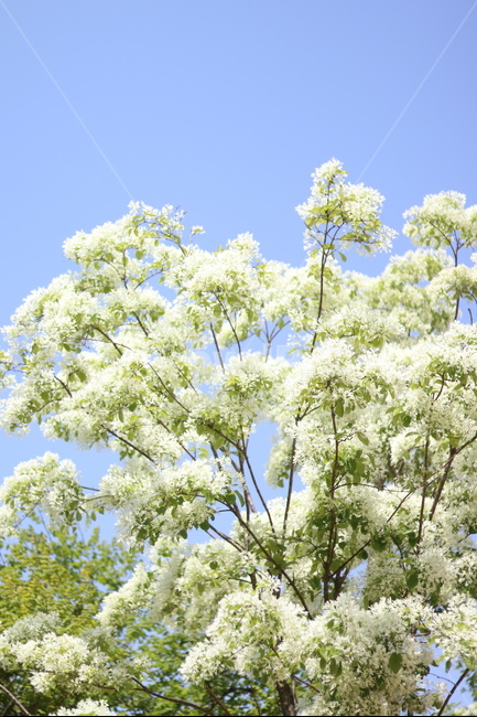 이팝나무꽃,흰색,봄,파랑하늘,맑음,식물,자연,plants,nature,꽃,flower,나무,trees,wood