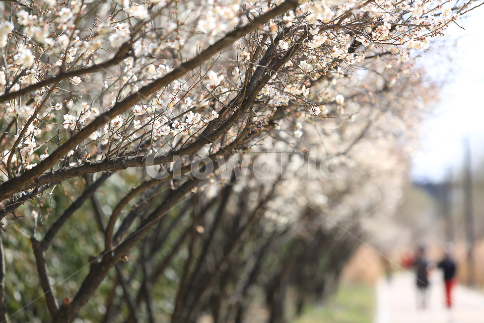 봄,꽃,매화,길,산책길,공원,spring,flower,road,walkway,봄,계절,spring,season,식물,자연,plants,nature,꽃,flower,plant