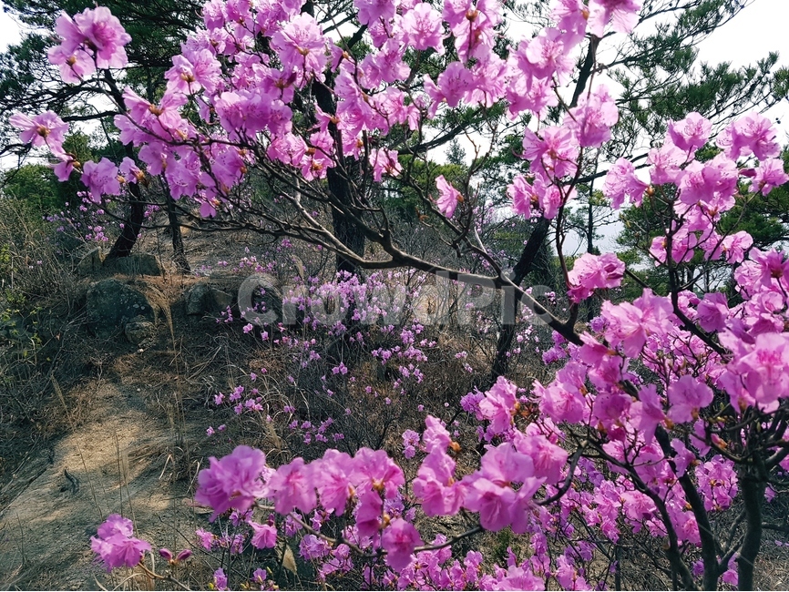 진달래,봄,풍경,꽃,핑크,분홍,봄,계절,spring,season,자연,풍경,nature,landscape,식물,plants,꽃,flower,plant,blossom