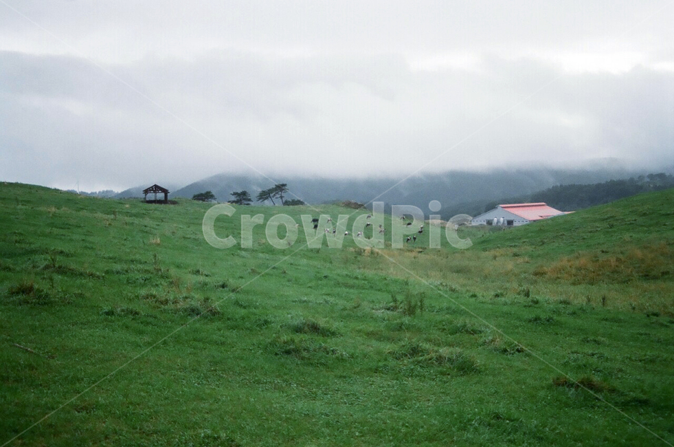 흐림,초원,강원도,산,풀,구름,비,안개,필름,감성,자연,풍경,nature,landscape,outdoors,옥외,field,들,grassland,목초지