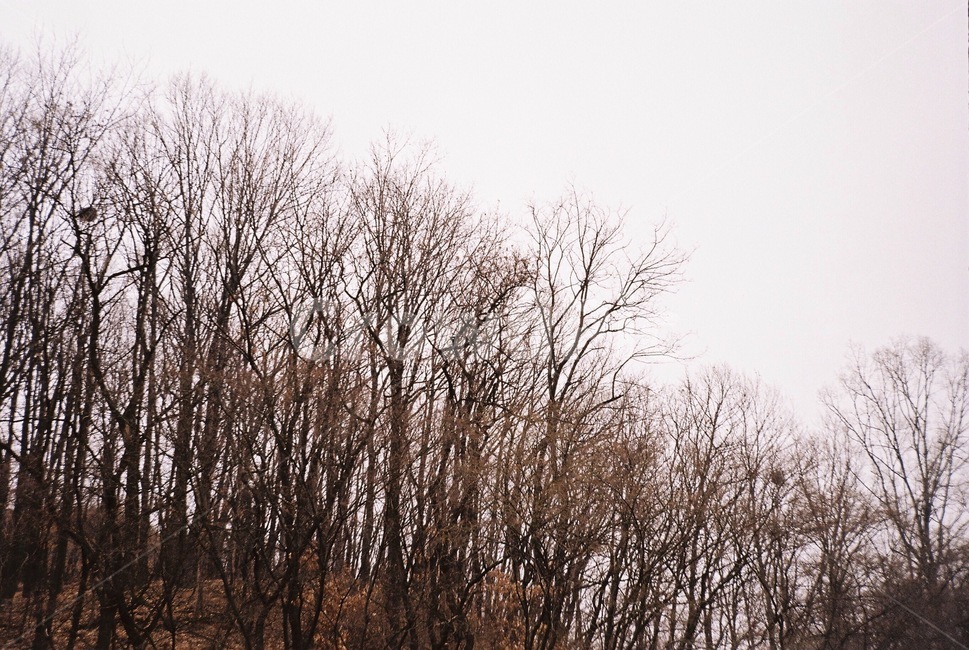 겨울나무,tree,winter,낙엽,한국,겨울,계절,winter,season,자연,풍경,nature,landscape,식물,plants,나무,trees,wood,plant