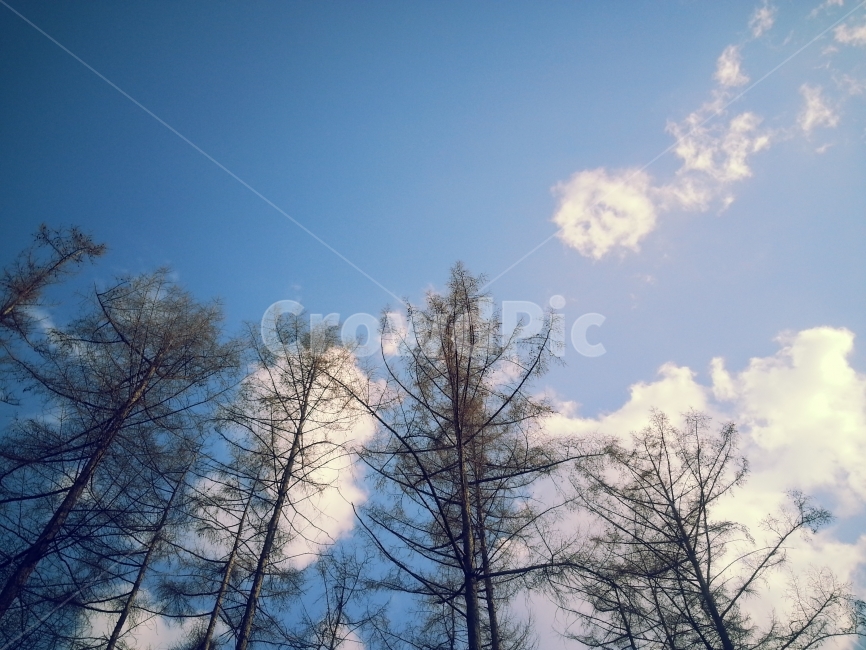 하늘,숲,자연,구름,나무,감성사진,겨울,계절,winter,season,자연,풍경,nature,landscape,식물,plants,나무,trees,wood,tree,plant,fir,전나무
