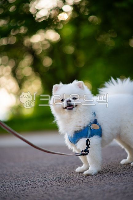 강아지,산책,강아지산책,아웃포커싱,강아지목줄,강아지와산책,배경화면