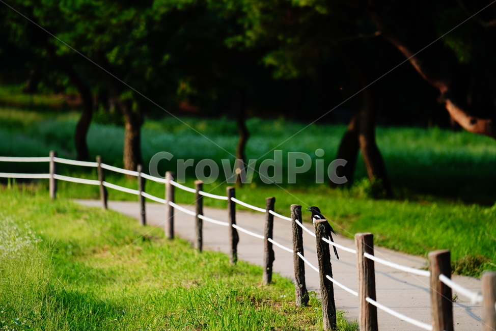 새,동물,길,bird,road,자연,풍경,동물,animal,조류,새,birds