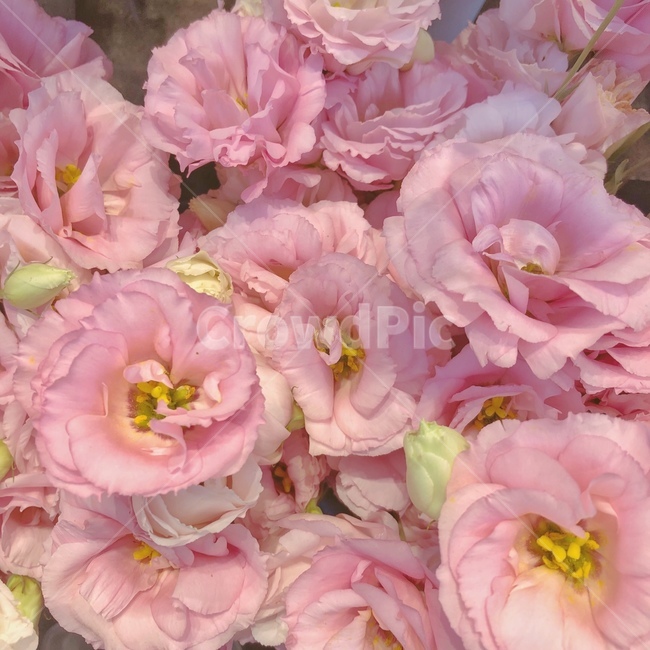 꽃,식물,spring,flower,봄꽃,플라워,봄날,봄이미지,flowers,아름다운,예쁜,밝은,공원,꽃축제,꽃밭,배경,분홍색,연분홍색,핑크색,핑크,우아한,여유,가든,화단,정원,꽃꽃이,자연,garden,plants,nature,꽃,flower