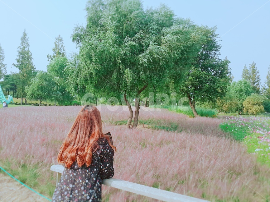 핑크뮬리,소녀,꽃구경,여자,나무,가을,꽃나들이,가을,계절,fall,autumn,season,사람,인물,인간,human,person,여성,여자,woman,female,lady,여행,휴가,traveling,vacation,trip