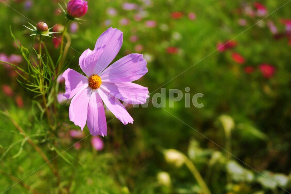 꽃,봄,풍경,여행,초록,일상,가을,계절,fall,autumn,season,식물,자연,plants,nature,꽃,flower,plant