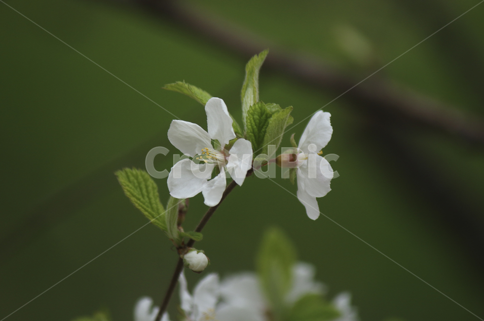 plant,식물,flower,blossom,꽃,white,흰꽃,하얀,whiteflower,하얀꽃,흰,봄,spring,봄꽃,식물,자연,plants,nature,꽃,flower