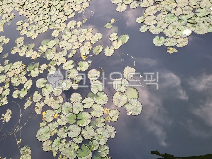 sky,Jinju Park,pond,fish,picnic,Camping,park