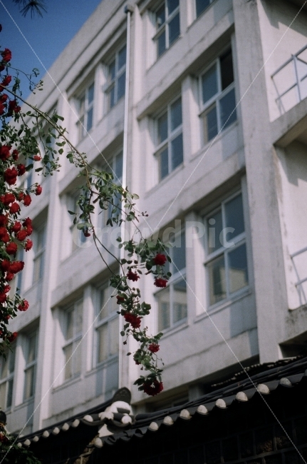한옥,학교,꽃,장미,풍경,봄,하늘,빨강,경치,삼청동,건축물,건물외관,exterior,building,structure,architecture,construction,식물,자연,plants,nature,꽃,flower,감성,sensible,feeling,교육,학교,공부,education,learning,study,school