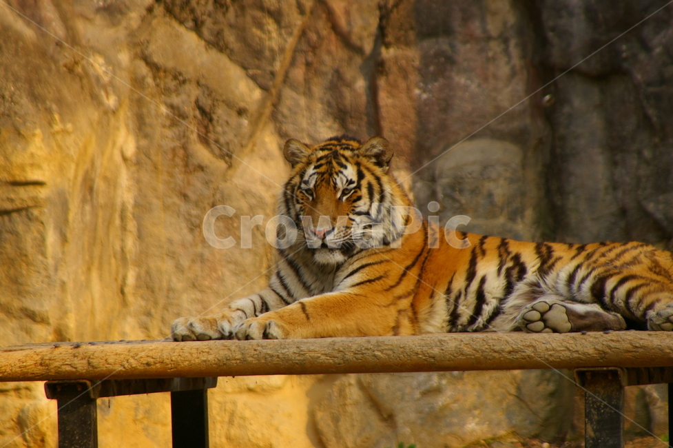 포유류,포식동물,동물,야생동물,tiger,호랑이,동물,animal,포유류,mammal