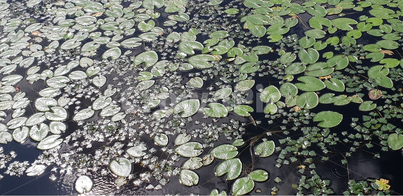 수초,물,자연,식물,배경이미지,여름,호수,연못,background,natural,초록,그린,green,여러해살이,배경,배경화면,색감,바탕,텍스쳐,질감,패턴,이미지,식물,자연,plants,nature